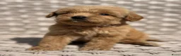 Cockapoo dogs for sale: PRA CLEAR F1 cockapoo puppies - Advert 12