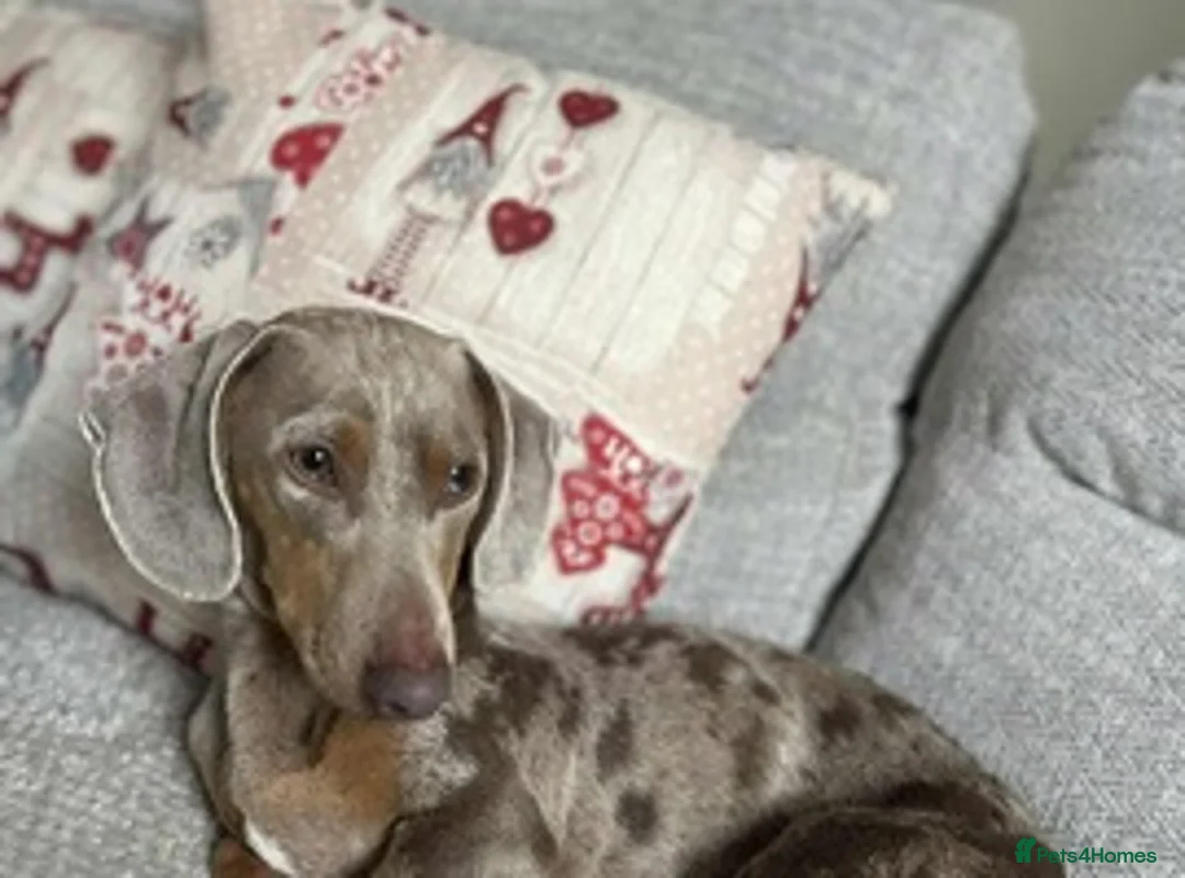 Dachshund dogs for sale: Isabella dapple dog 2.5 years old male - Advert 2