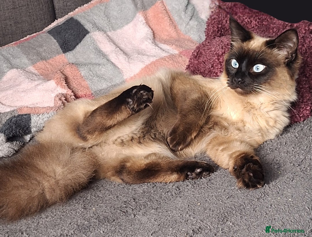 Ragdoll cats for sale: Ragdoll x Norwegian Forest x DHC - Image 4