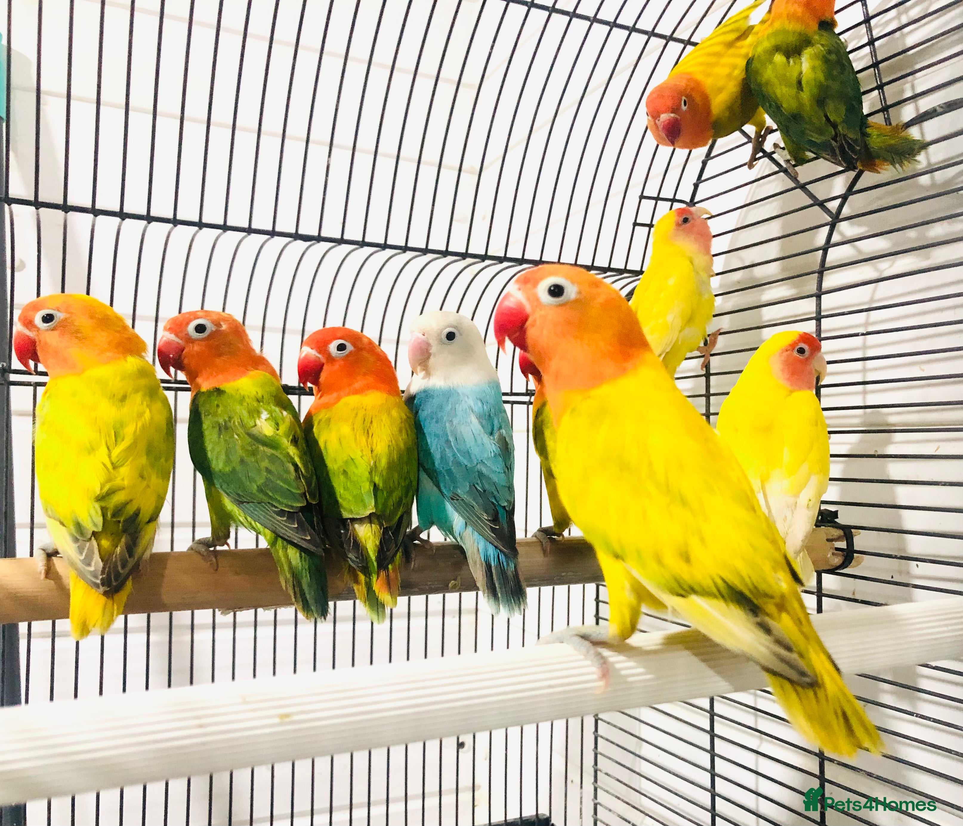 Lovebirds birds Beautiful lovebirds for sale. - Advert 3