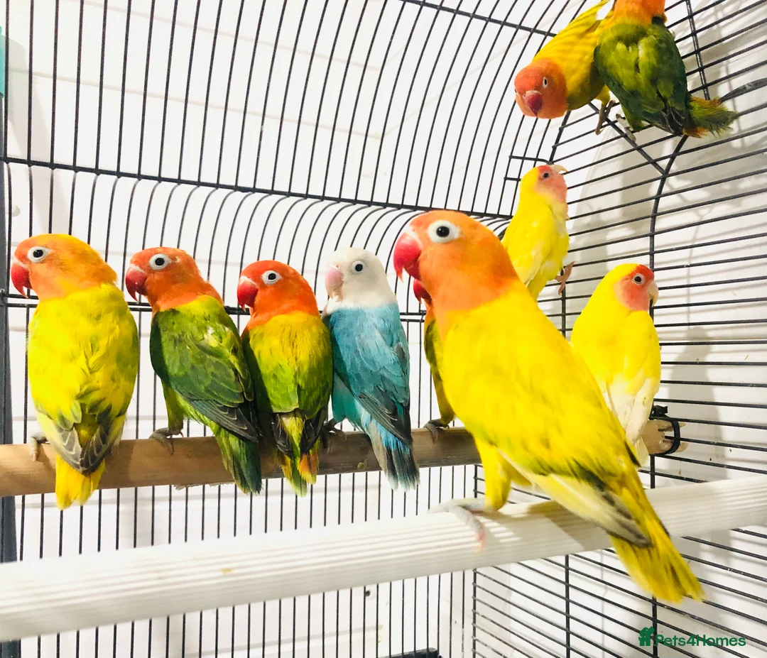 Lovebirds birds for sale: Beautiful lovebirds for sale. - Advert 1