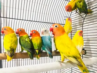 Lovebirds birds Beautiful lovebirds for sale. - Advert 14