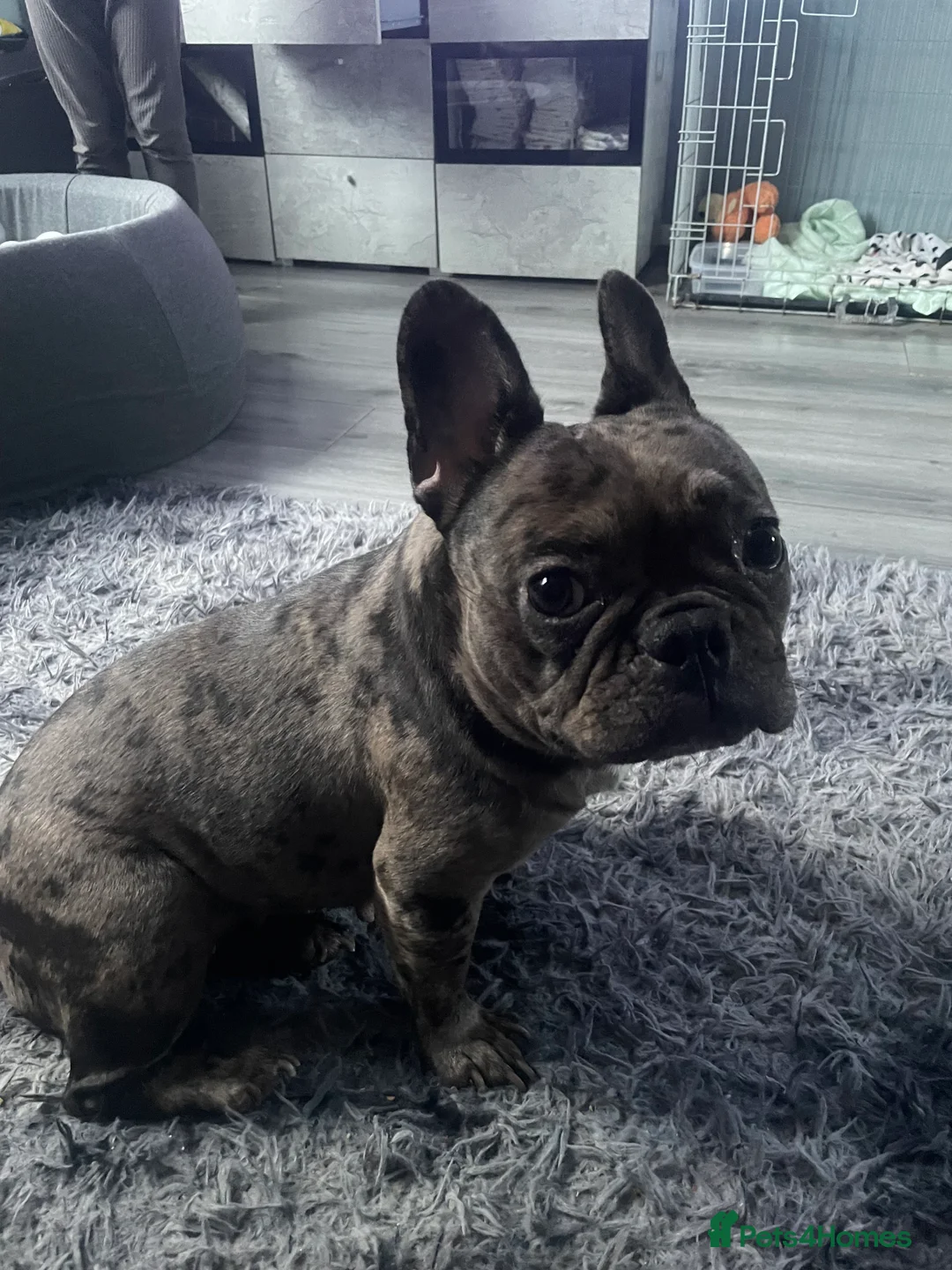 French Bulldog dogs for sale: A 3 year old female French Bulldog - Advert 1