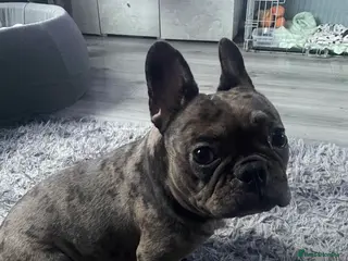 French Bulldog dogs A 3 year old female French Bulldog - Advert 1