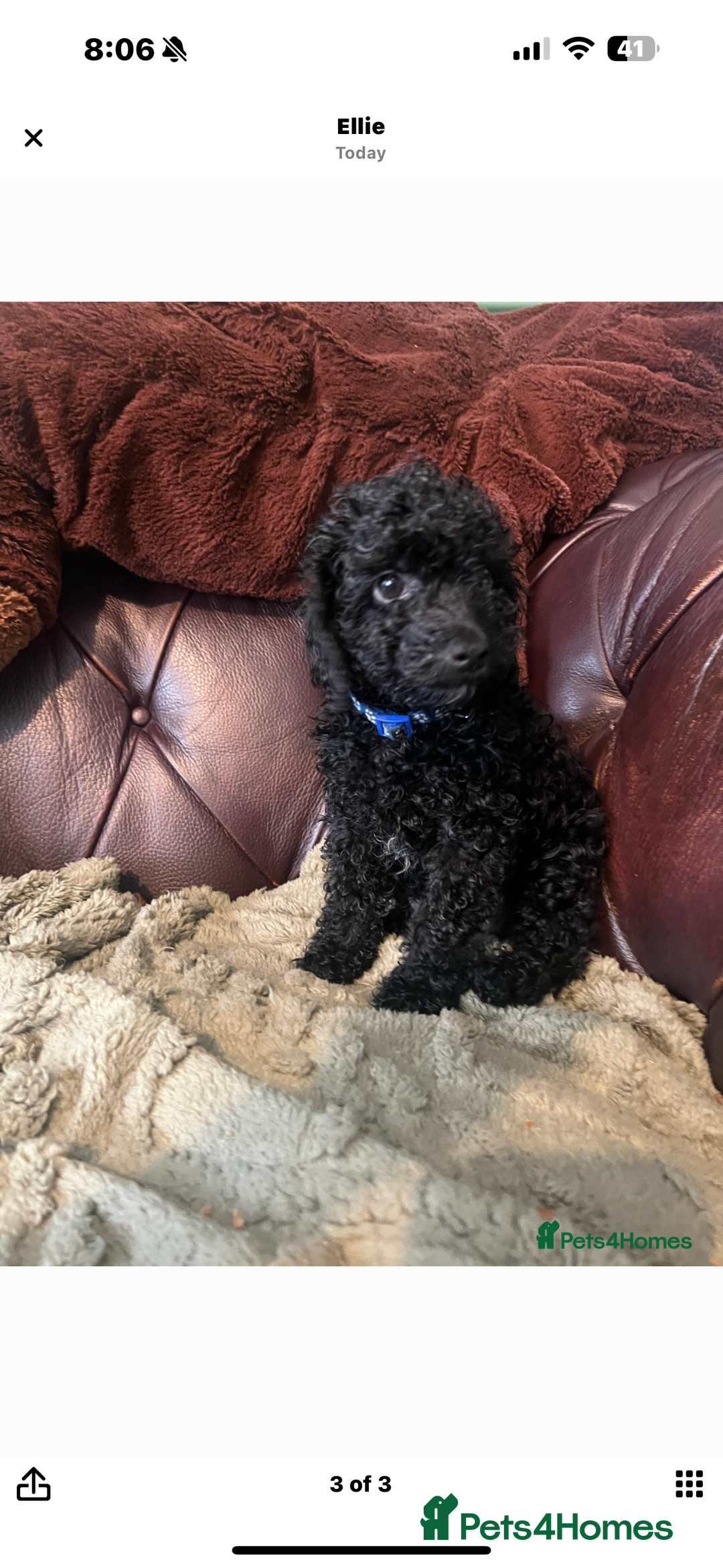 Miniature Poodle dogs for sale: Miniature poodle male - Image 8