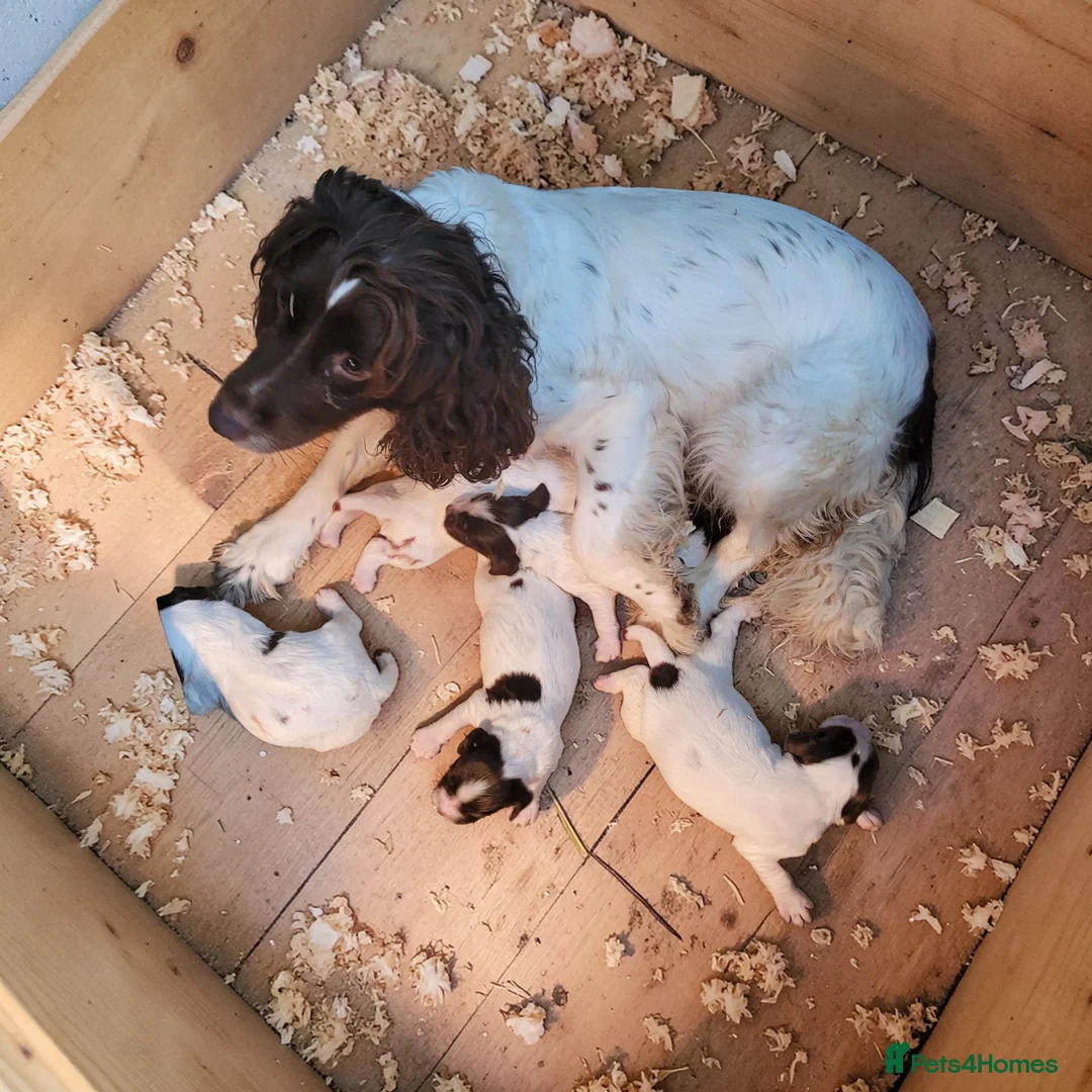 English Springer Spaniel dogs for sale: K.c registered English Springer Spaniel Puppies  - Advert 2