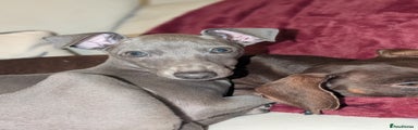 Italian Greyhound Puppy 1