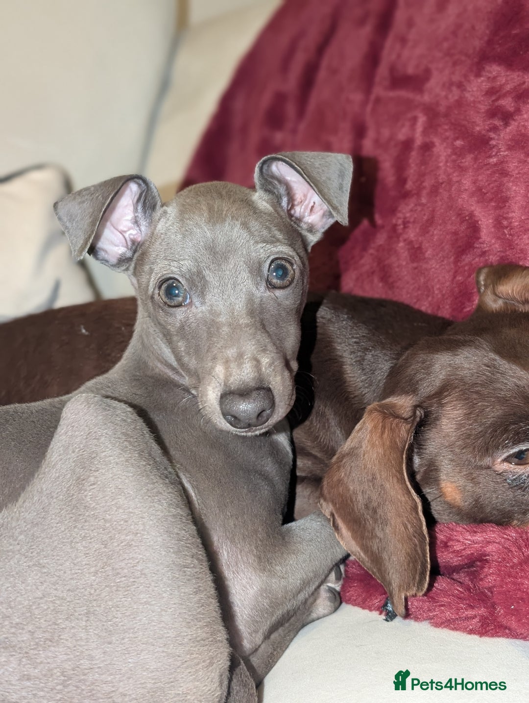 Italian Greyhound dogs for sale: Italian grey hound female  - Advert 10