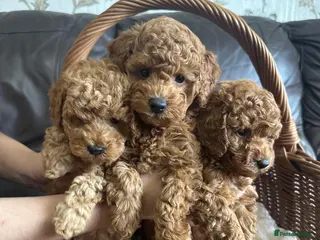 Toy Poodle dogs KC Reg Toy Poodle Pups 😍 🐩 - Advert 1