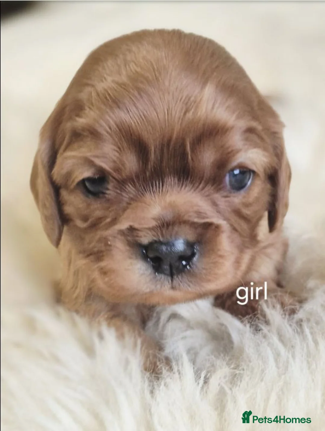 Cavalier King Charles Spaniel dogs for sale: Beautiful Cavalier King Charles Spaniel Puppies in Birmingham - Advert 2