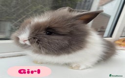 Lionhead rabbits for sale: Purebred DM lionhead babies 🐰🐰 - Image 3