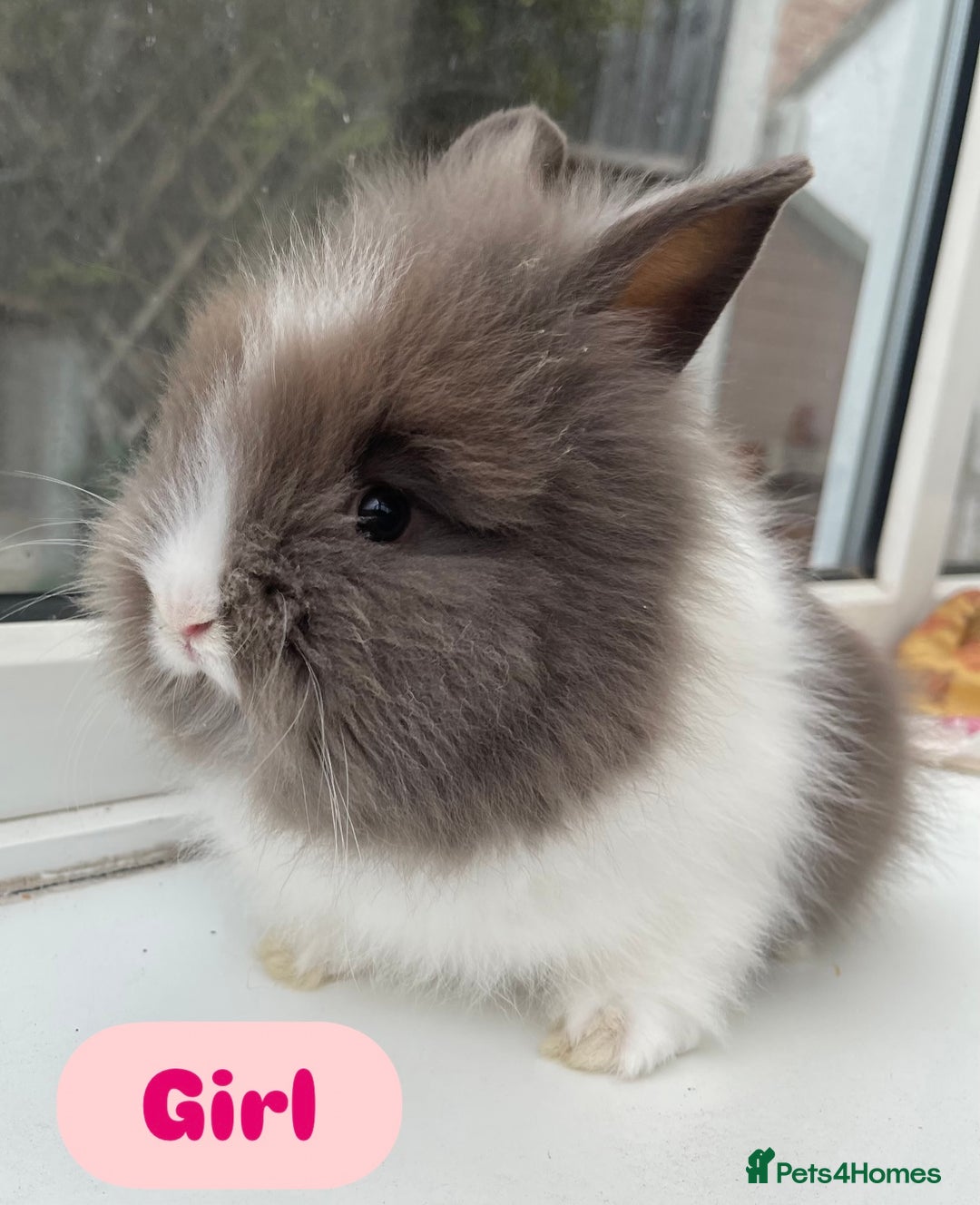 Lionhead rabbits for sale: Purebred DM lionhead babies 🐰🐰 - Image 3