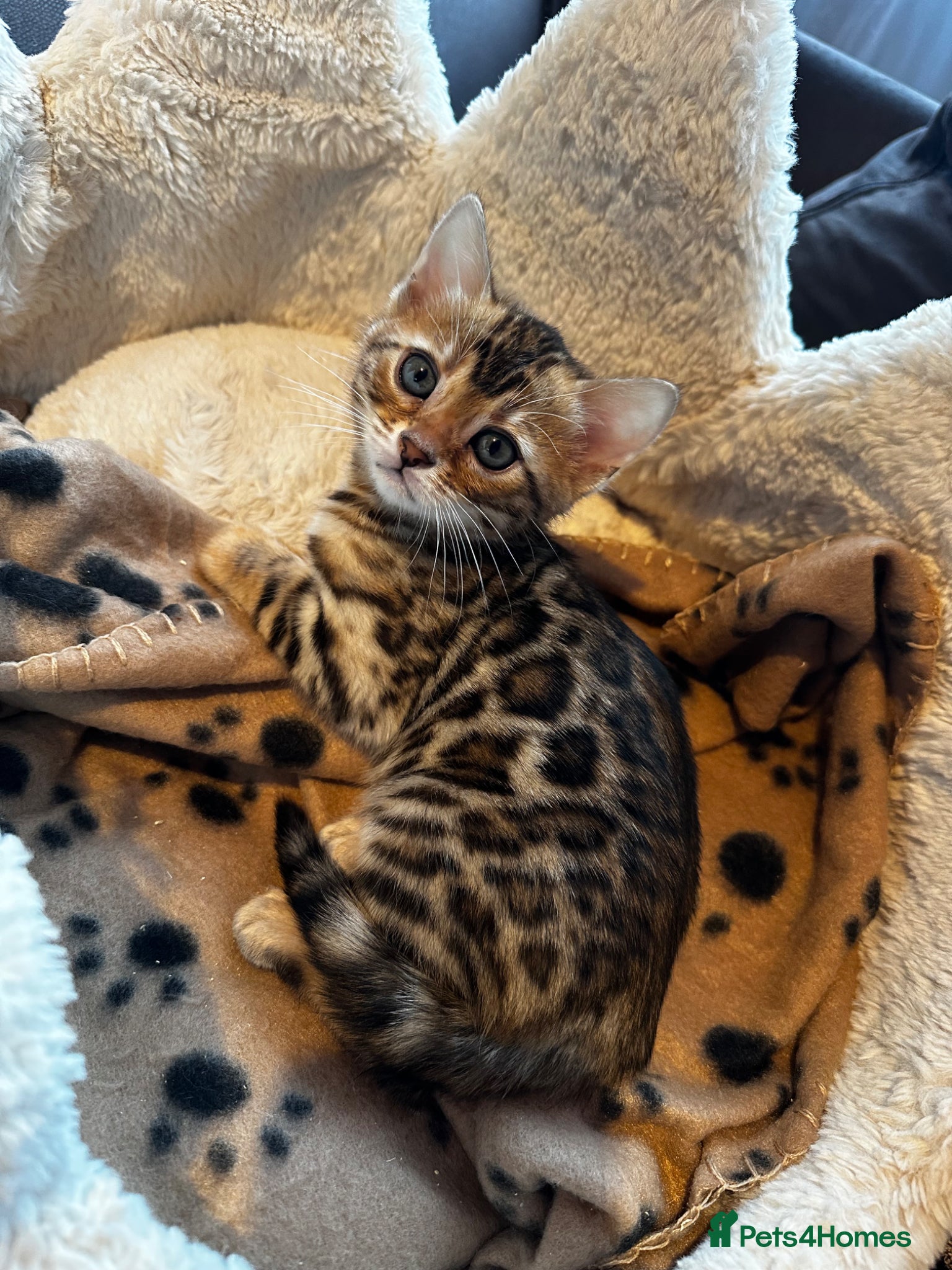 Bengal cats TICA Bengal kittens available!  - Advert 3