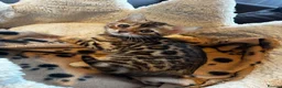 Bengal cats for sale: TICA Bengal kittens available!  - Advert 5
