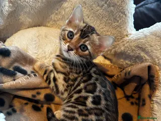 Bengal cats TICA Bengal kittens available! - Advert 3