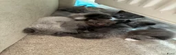 Mixed Breed cats for sale: Grey Kittens - Advert 21