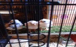 Chickens poultry for sale: Pure Breed American Silkie chicks  - Advert 1