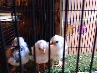 Chickens poultry Pure Breed American Silkie chicks - Advert 1