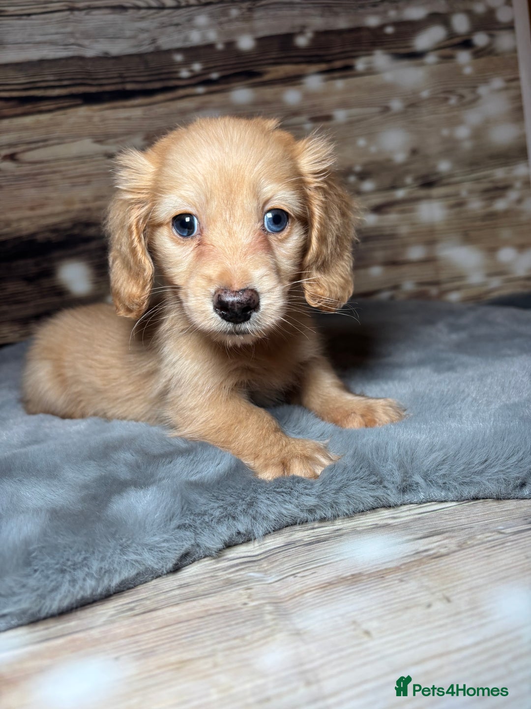 Miniature Dachshund dogs for sale: miniature long coat dachshunds - Advert 16