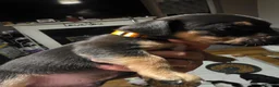 Mixed Breed dogs for sale: Whippet cross fenchie x pat qourter sausage - Advert 17