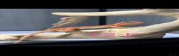 Bearded Dragon reptiles for sale: Baby Bearded Dragons available  - Advert 7