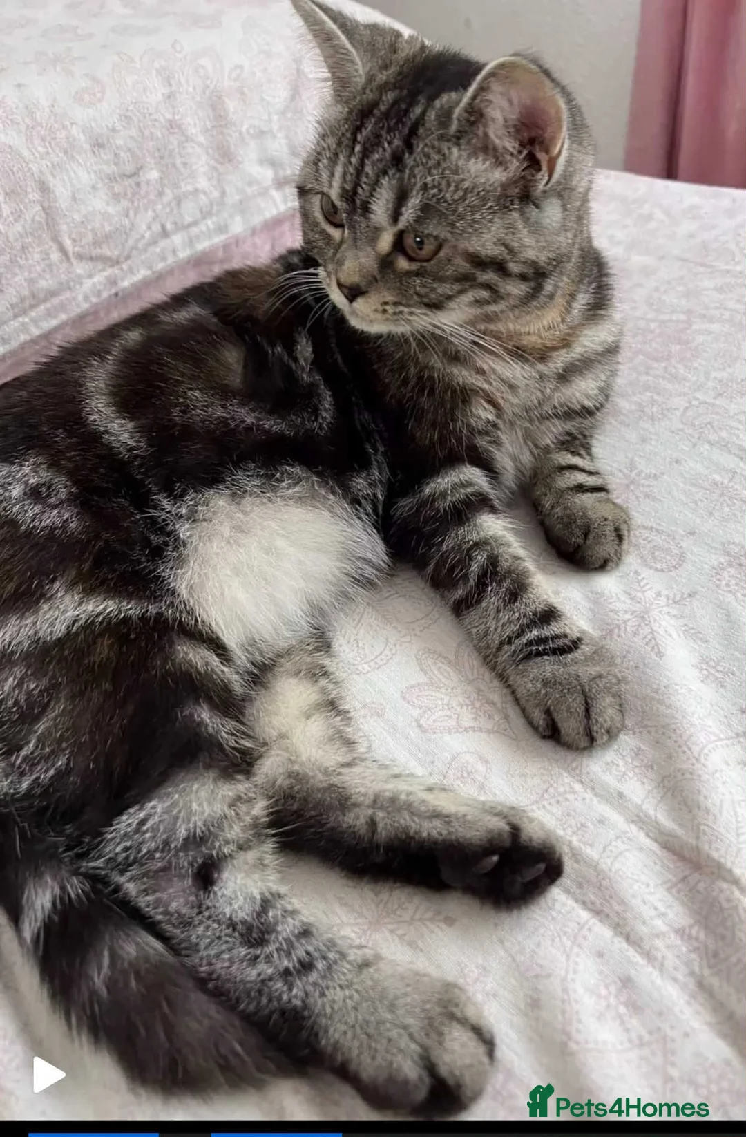 British Longhair cats for sale: My lovely friend is for sale  - Advert 1