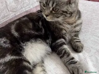 British Longhair cats My lovely friend is for sale - Advert 1