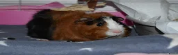 Guinea Pig rodents for sale: Neutered male and female pair  - Advert 12