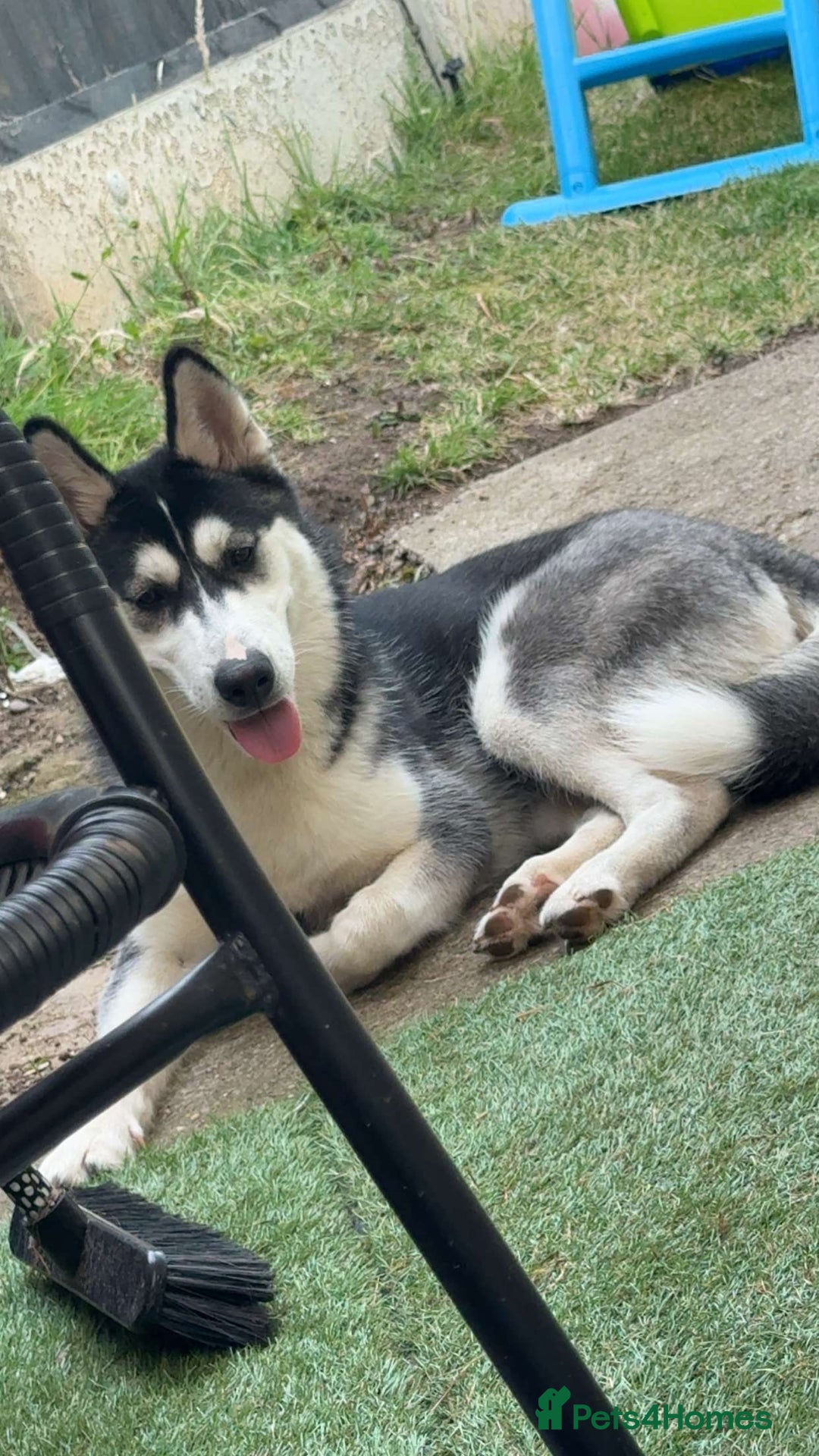 Siberian Husky dogs for sale: 7 month old siberian husky - Image 2