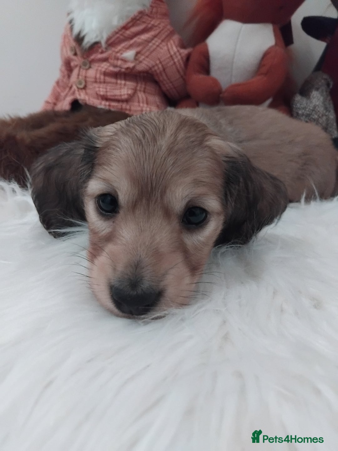 Miniature Dachshund dogs for sale: Miniture long haired dachshund puppies for sale  - Advert 6