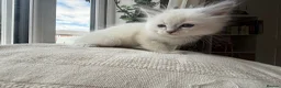 Ragdoll cats for sale: Beautiful Litter of 6 Ragdoll Kittens- 7 weeks old in Ellesmere Port - Advert 8