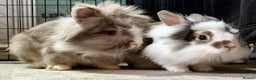 Lionhead rabbits for sale: Bonded lionhead pair  - Advert 1