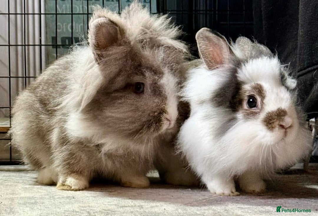 Lionhead rabbits for sale: Bonded lionhead pair  - Advert 1
