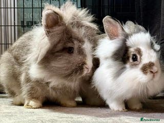 Lionhead rabbits Bonded lionhead pair - Advert 1