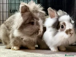 Lionhead rabbits Bonded lionhead pair - Advert 8