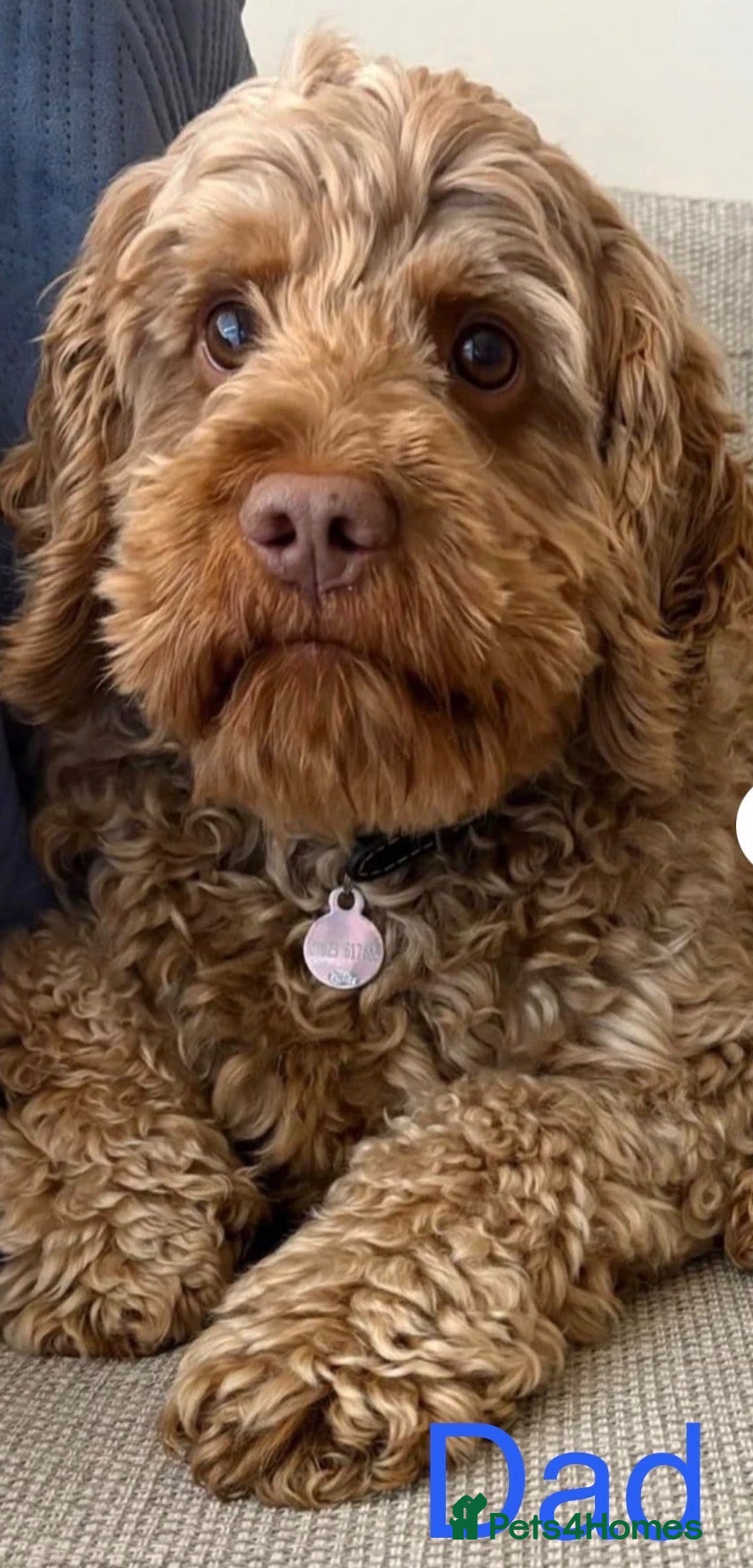 Cockapoo dogs Beautiful F1xF2 Cockapoo Puppies-Loving home £1400 - Advert 2