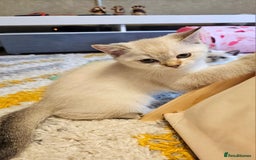Scottish Fold cats for sale: Pedigree Scottish Folds kittens READY TO LEAVE - Image 1
