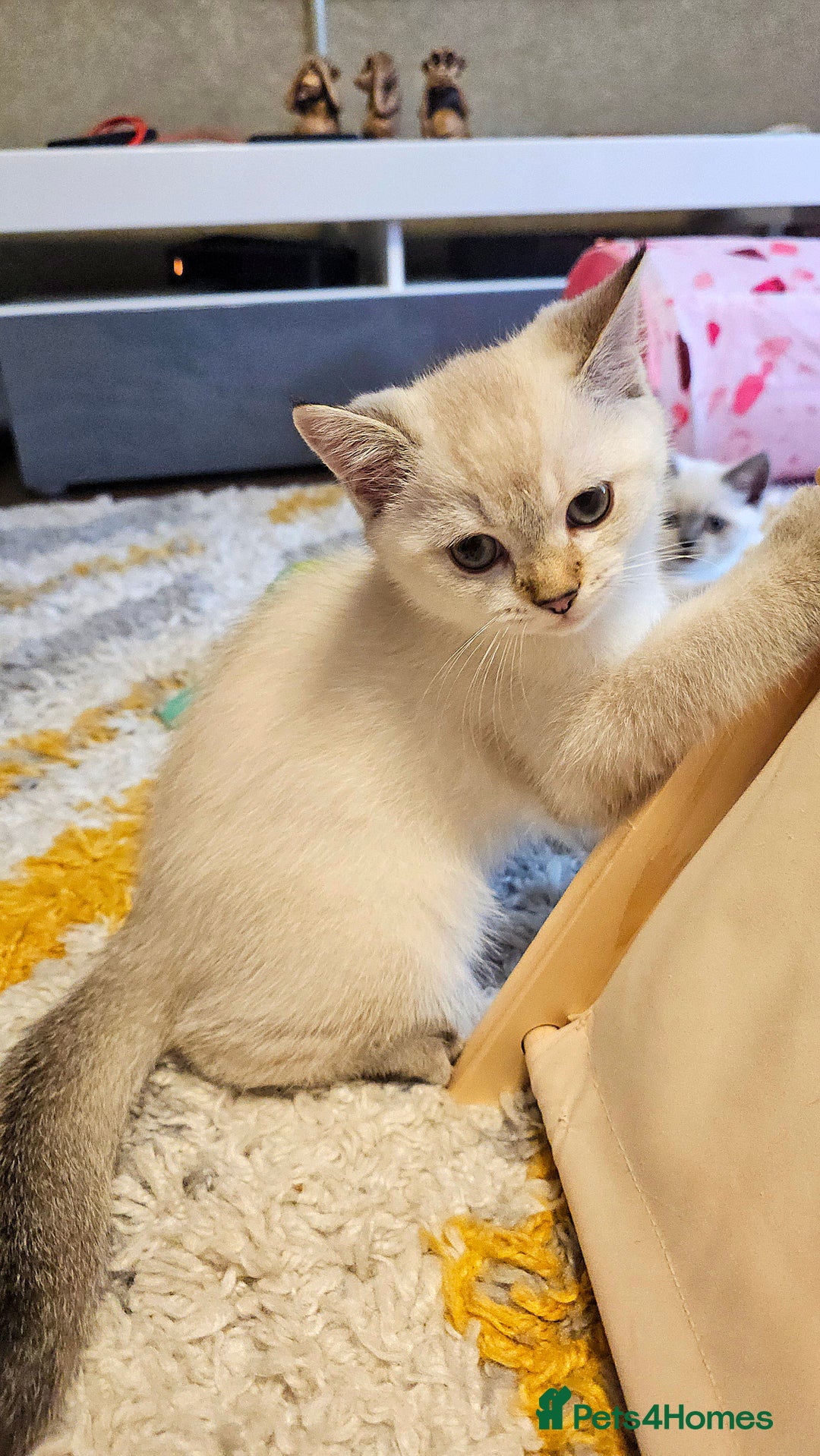 Scottish Fold cats for sale: Pedigree Scottish Folds kittens READY TO LEAVE - Image 1