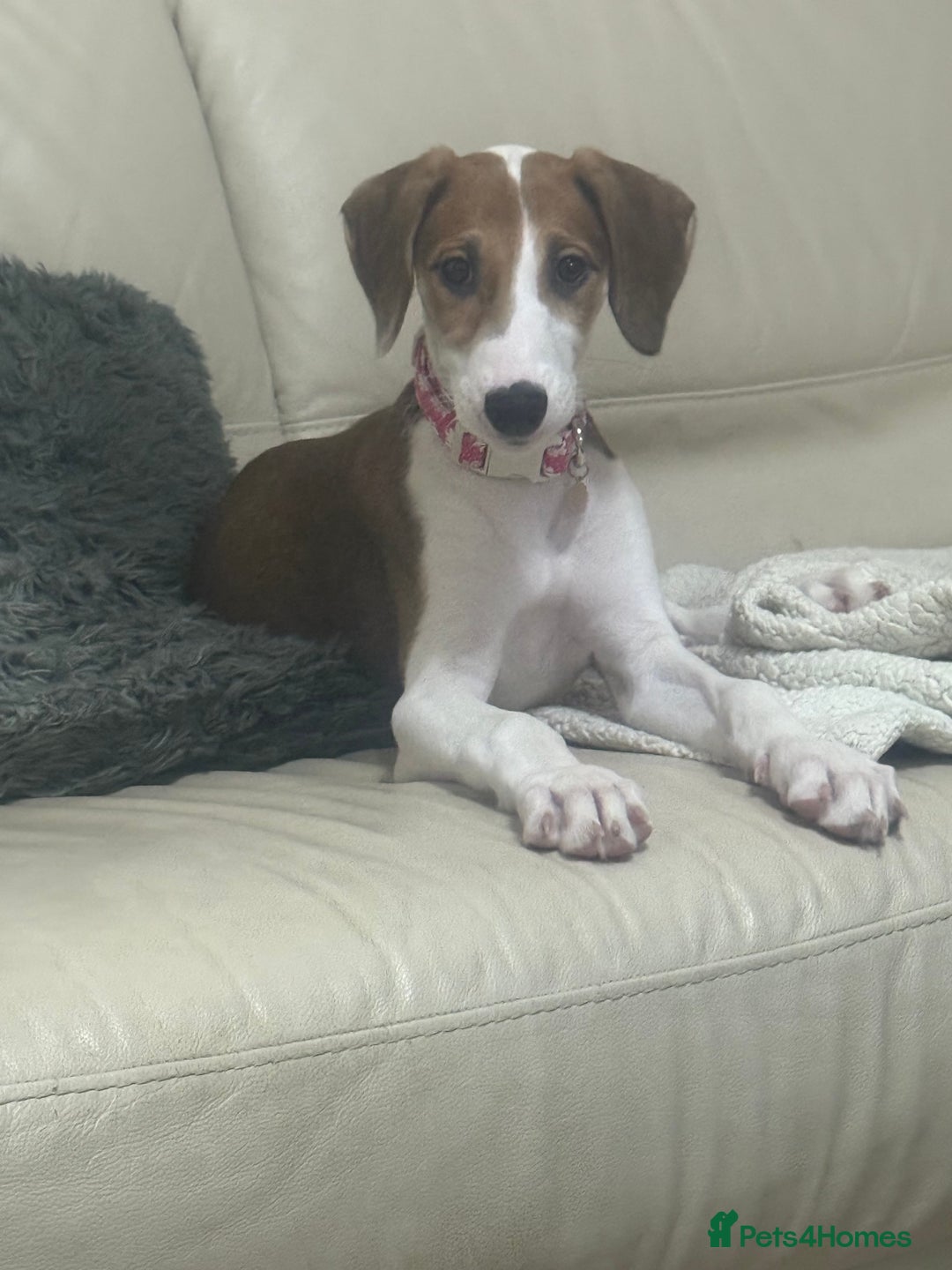 Saluki dogs for sale: Rosie is looking for her forever home  - Advert 1