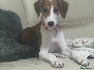 Saluki dogs Rosie is looking for her forever home - Advert 2