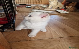 British Shorthair cats for sale: 1 TICA REG BSH GOLDEN COLOURPOINT POINT  - Image 9