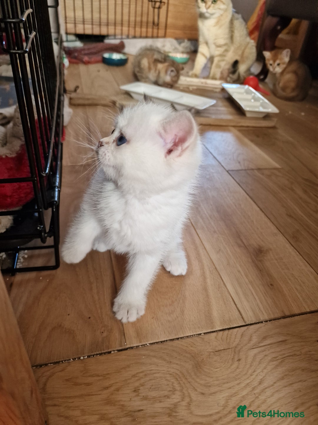 British Shorthair cats for sale: 1 TICA REG BSH GOLDEN COLOURPOINT POINT  - Image 9