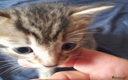 Bengal cats for sale: 6 Beautiful, Healthy Kittens - Image 8