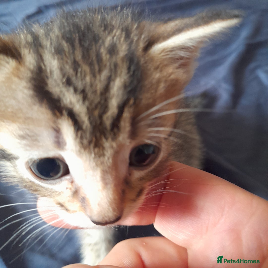 Bengal cats for sale: 6 Beautiful, Healthy Kittens - Image 8