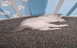 Ragdoll cats for sale: Beautiful Ragdolls 4 boys and 2 girls  - Image 13