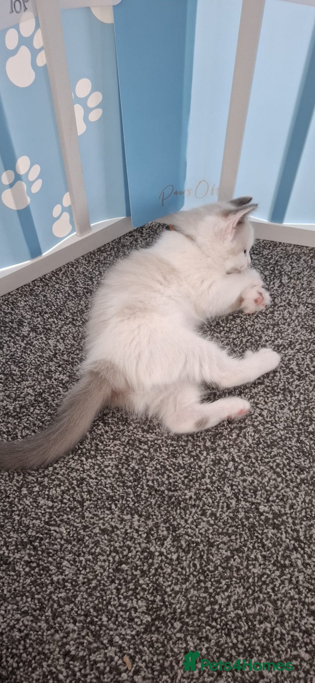 Ragdoll cats for sale: Beautiful Ragdolls 4 boys and 2 girls  - Image 13