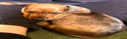 Miniature Dachshund dogs for sale: KC Miniature Dachshund Puppies For Sale - Advert 4