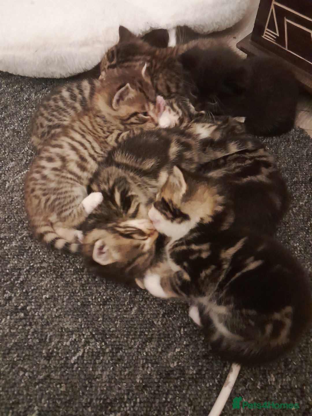 Mixed Breed cats for sale: Playful & cuddly Tabby-Bengal-Mix Kittens £200 - Image 20