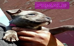 Staffordshire Bull Terrier dogs for sale: CHUNKY blue Staffordshire bull terror puppys - Image 6