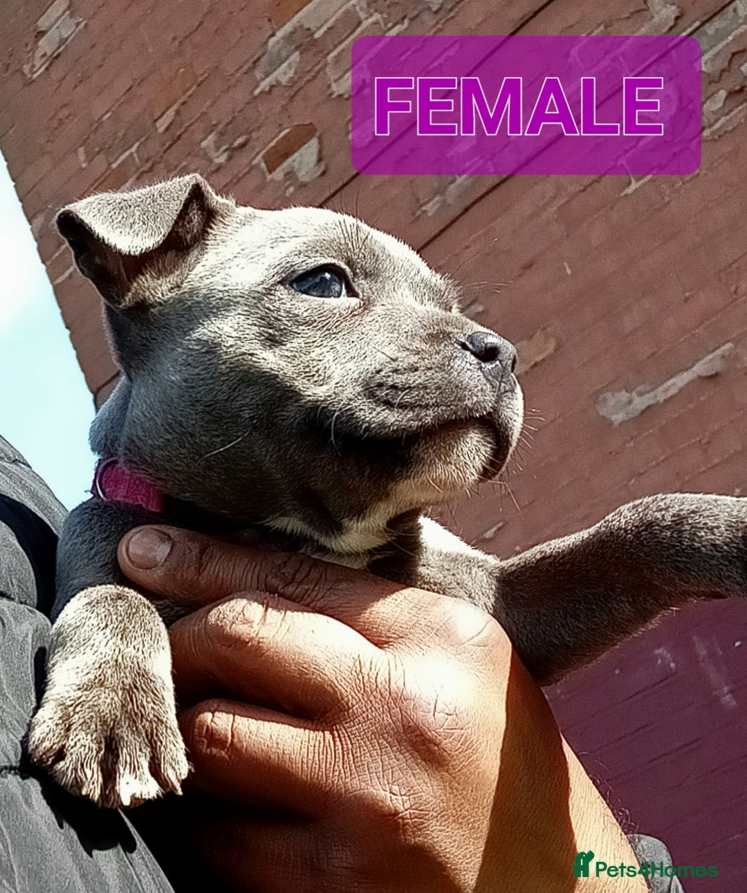 Staffordshire Bull Terrier dogs for sale: CHUNKY blue Staffordshire bull terror puppys - Image 6